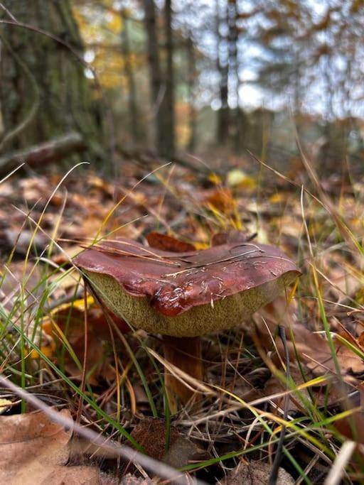 Vila Dom Male Mazury Drozdowo Exteriér fotografie
